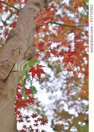 Maple in full autumn Maple in full autumn 83733961