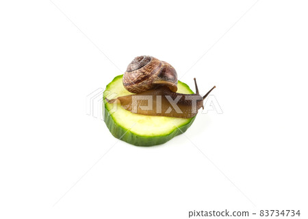 Garden snail ,isolated on white 83734734