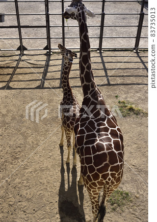 Parent and child of giraffe 83735013