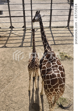 Parent and child of giraffe 83735014