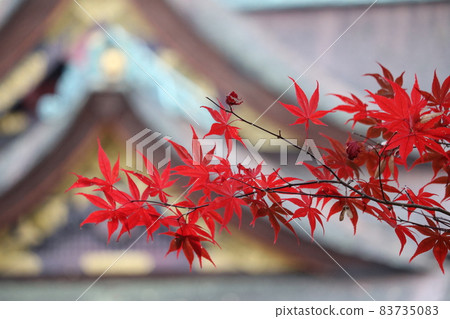神社或寺廟的紅葉 照片素材 圖片 7350 圖庫