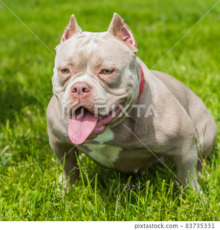 A pocket female American Bully puppy dog sitting on green grass A pocket female American Bully puppy dog sitting on green grass 83735331