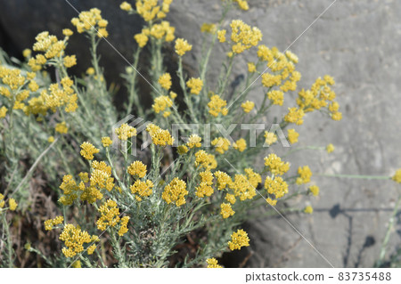 Italian everlasting flowers Italian everlasting flowers 83735488