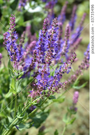 Meadow sage Meadow sage 83735496