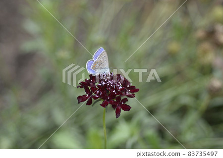 Pincushion flower Black knight Pincushion flower Black knight 83735497