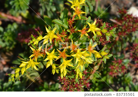 Orange Stonecrop Weihenstephaner Gold 83735501