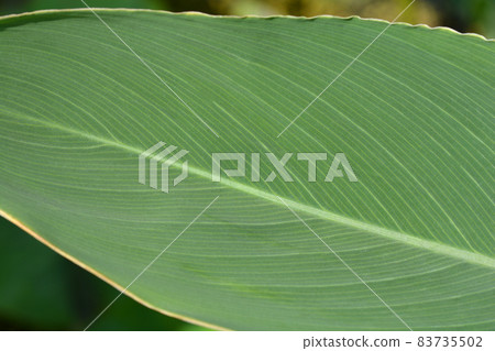 Powdery alligator-flag 83735502