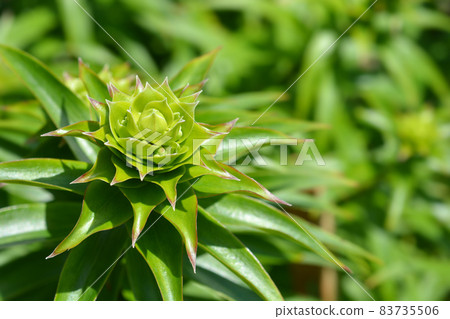 Henrys lily Henrys lily 83735506