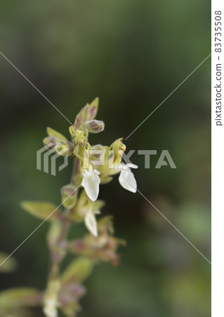 Yellow germander Yellow germander 83735508