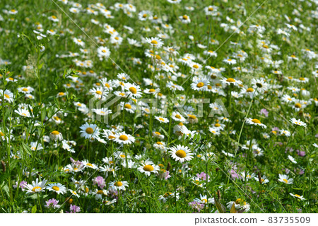 White daisy flowers White daisy flowers 83735509