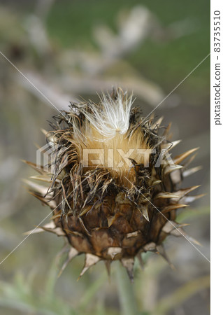 Artichoke thistle Artichoke thistle 83735510