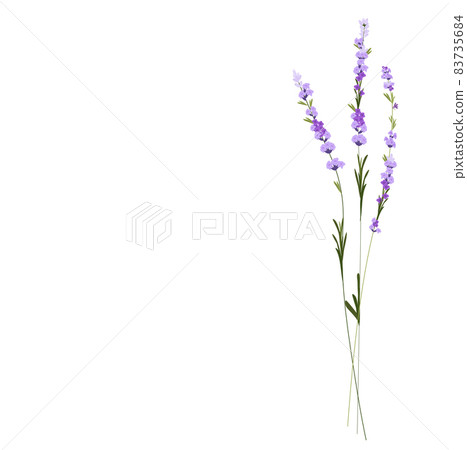 Lavender vector stock illustration. Purple flowers. A delicate bouquet for a wedding invitation. Fragrant herbs of Provence. Isolated on a white background. Lavender vector stock illustration. Purple flowers. A delicate bouquet for a wedding invitation. Fragrant herbs of Provence. Isolated on a white background. 83735684
