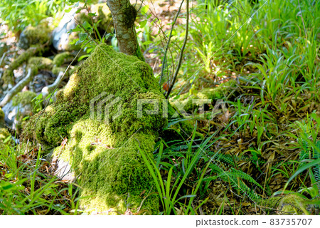 Scottish Forest in summer - Scottish Forest Nature 83735707