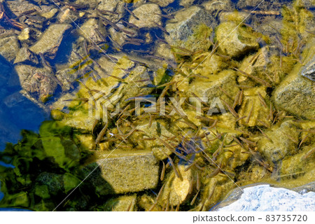 Common minnow in Loch Ness - Scotland 83735720