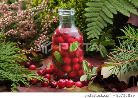 Bottle of cranberry tincture or infusion in forest outdoors. Moss, medicinal herbs and healing plants. Alternative herbal medicine. Bottle of cranberry tincture or infusion in forest outdoors. Moss, medicinal herbs and healing plants. Alternative herbal medicine. 83735859