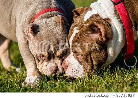 Two American Bully puppies dogs are playing 83735927