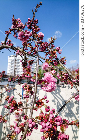 Weeping cherry blossoms under the blue sky and an apartment in the distance 83736276