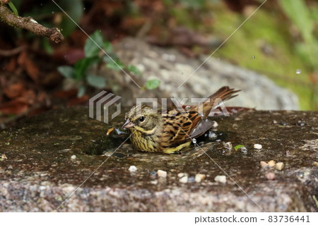 Black-faced bunting female who came to bathe Black-faced bunting female who came to bathe 83736441