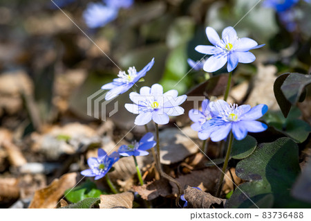 Hepatica nobilis flowers blooming in early spring 83736488