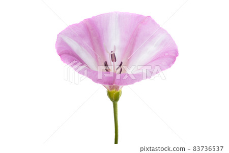 bindweed flower isolated 83736537