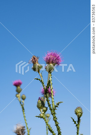 thistle flower in a meadow 83736563
