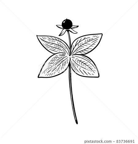 Poisonous plant Ravens eye , Paris quadrifolia, isolated on white background. Vector illustration in engraving style. Poisonous plant Ravens eye , Paris quadrifolia, isolated on white background. Vector illustration in engraving style. 83736691