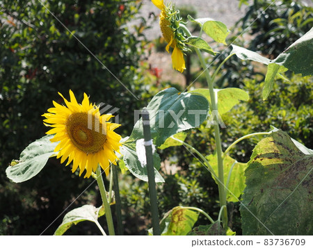 Sunflowers that stand out by blurring the background Sunflowers that stand out by blurring the background 83736709