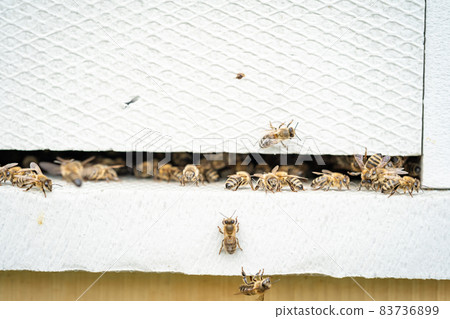bees entering the white hive bees entering the white hive 83736899