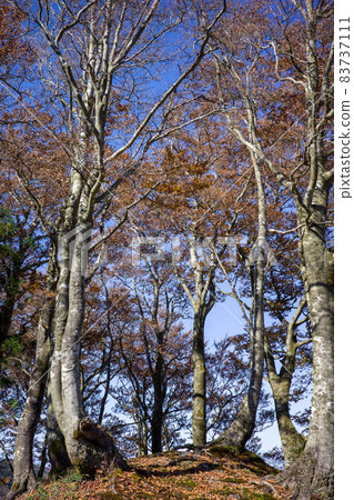 Very beautiful autumn mountain scenery in Japan 83737111