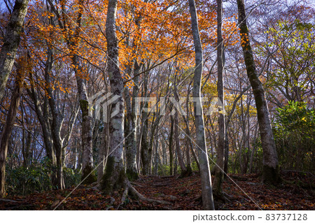 日本非常美麗的秋天山景 日本非常美麗的秋天山景 83737128
