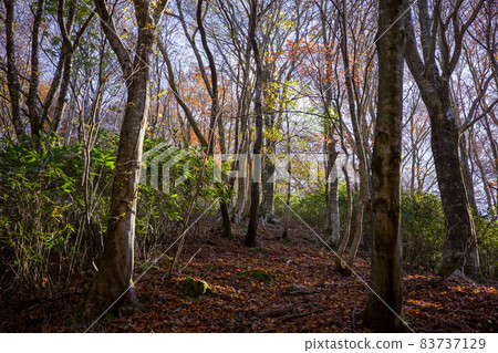 Very beautiful autumn mountain scenery in Japan 83737129