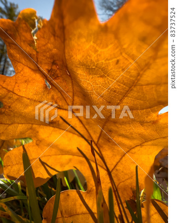 The close-up view of an orange leaf heading in the wind, the leaf is shining through the sun, autumn is in full swing The close-up view of an orange leaf heading in the wind, the leaf is shining through the sun, autumn is in full swing 83737524
