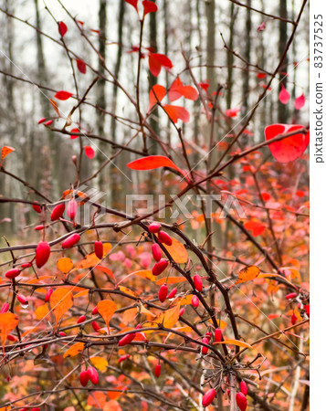 The close-up view of red rowan berries on branches against the background of an autumn park, yellow leaves and black tree branches The close-up view of red rowan berries on branches against the background of an autumn park, yellow leaves and black tree branches 83737525