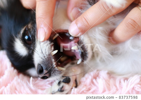 檢查狗牙吉娃娃 檢查狗牙吉娃娃 83737598