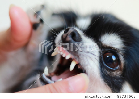 檢查狗牙吉娃娃 83737603