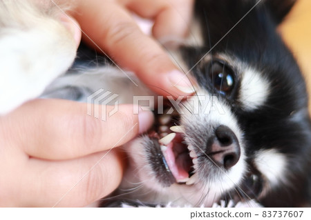 檢查狗牙吉娃娃 83737607