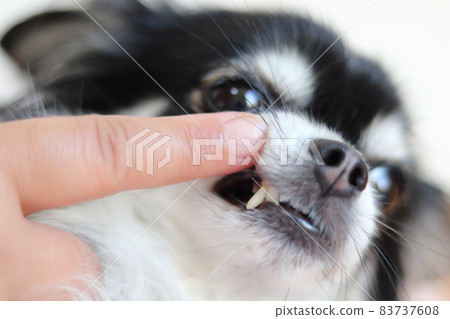 檢查狗牙吉娃娃 83737608