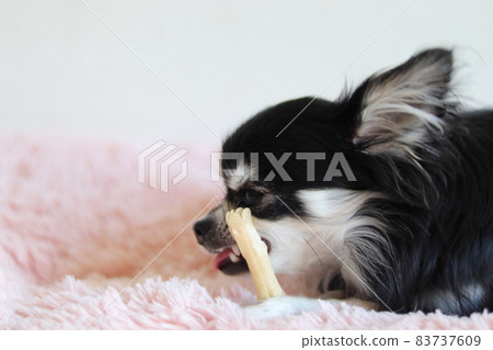 吉娃娃，一隻吃牙膏的狗 83737609