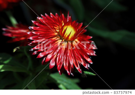 Bright yellow and red stiff petals on a strawflower 83737974