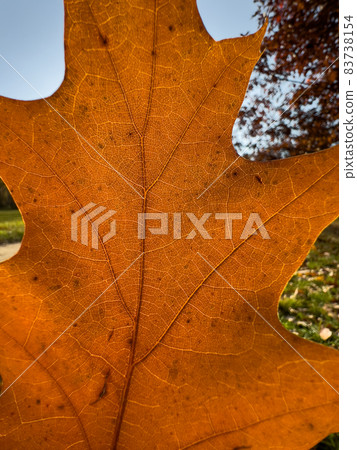 The macro view of a red leaf, the leaf is shining through the sun, autumn is in full swing The macro view of a red leaf, the leaf is shining through the sun, autumn is in full swing 83738154