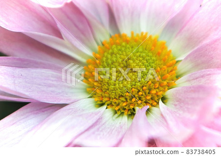 Macro of the yellow center on a pink mum 83738405
