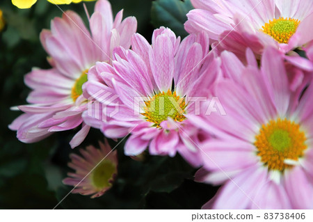Closeup of pink and yellow Chrysanthemums in bloom 83738406