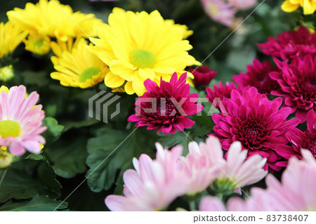 Various colored Chrysanthemums in flower during fall Various colored Chrysanthemums in flower during fall 83738407