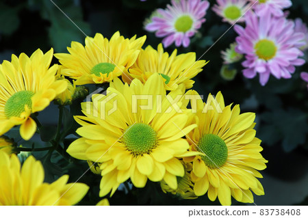 Closeup background of yellow and green centered mums 83738408