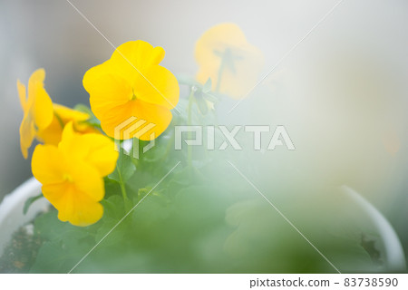 優雅可愛的三色堇 83738590