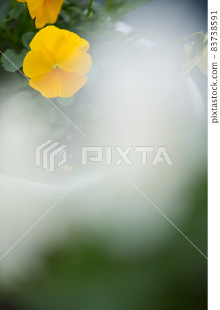 優雅可愛的三色堇 優雅可愛的三色堇 83738591