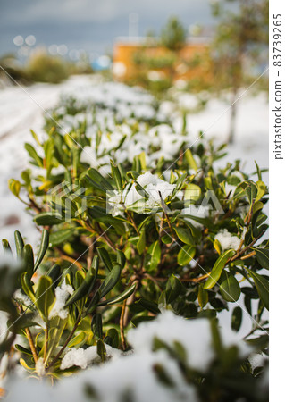 Rhododendron ferrugineum shrub is covered with snow after a snowfall in Sochi 83739265