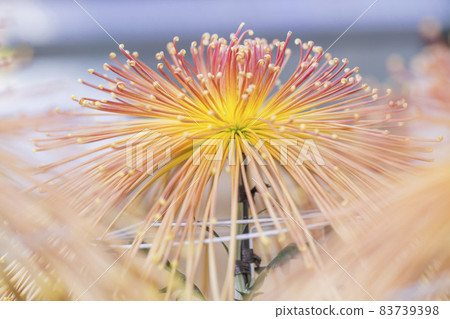 Chrysanthemum Kiku Kiku Flower Kiku Season Full Bloom Chrysanthemum Japanese Beauty Chrysanthemum Kiku Kiku Flower Kiku Season Full Bloom Chrysanthemum Japanese Beauty 83739398