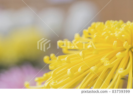Chrysanthemum Kiku Kiku Flower Kiku Season Full Bloom Chrysanthemum Japanese Beauty 83739399