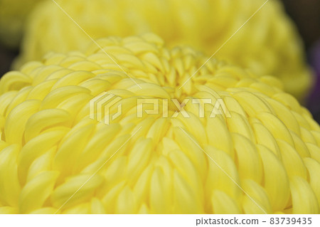 菊花 Kiku Kiku 花 Kiku 季節盛開的菊花 日本美女 菊花 Kiku Kiku 花 Kiku 季節盛開的菊花 日本美女 83739435